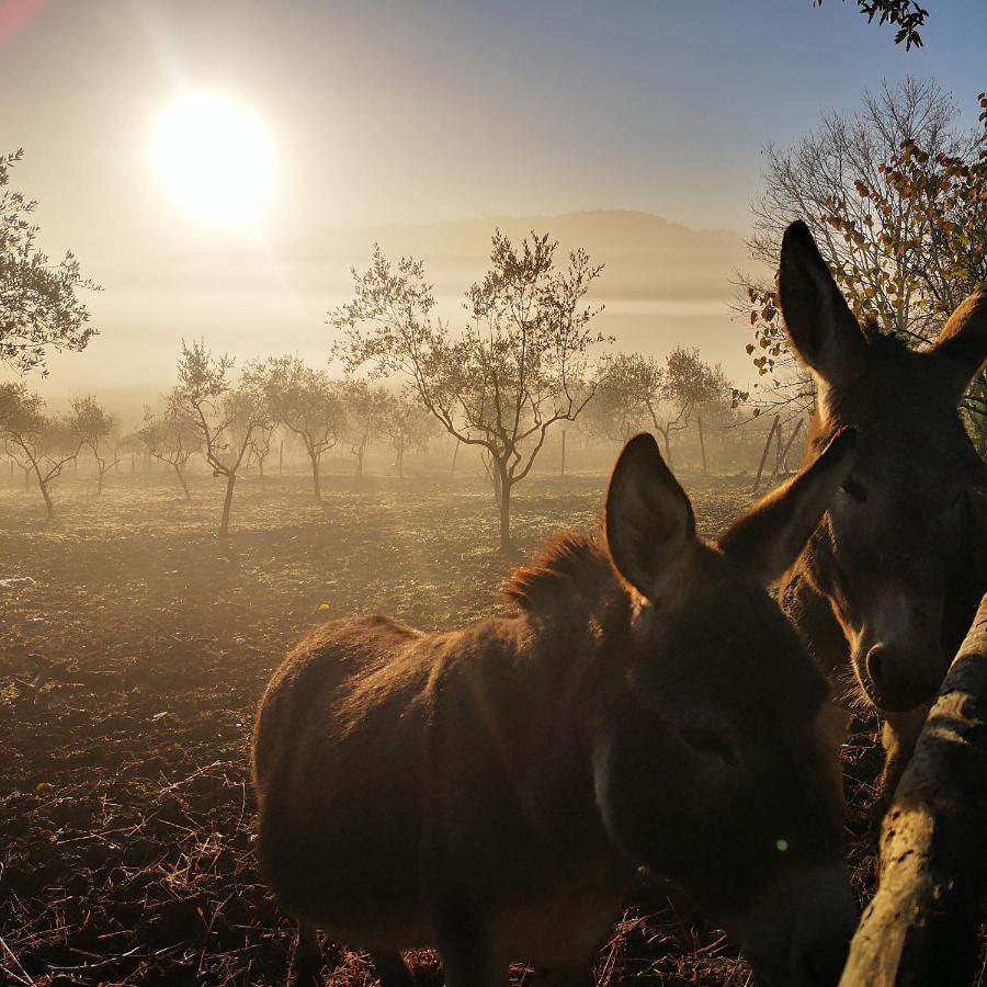Agriturismo Grecinella Casole dʼElsa Εξωτερικό φωτογραφία