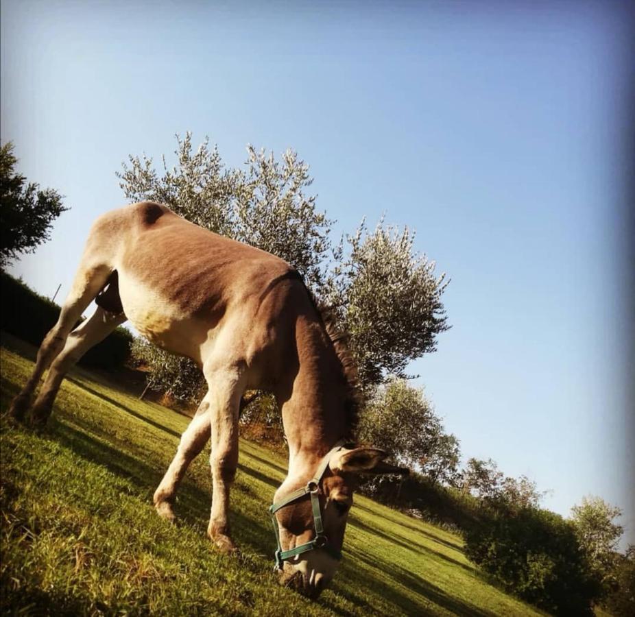 Agriturismo Grecinella Casole dʼElsa Εξωτερικό φωτογραφία